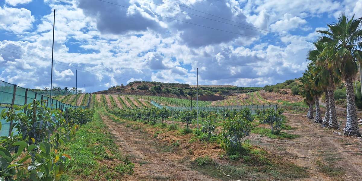 Avocado siciliano: parte il progetto Agro Avo firmato da Idea Agro, Jingold e Spo Zentrum
